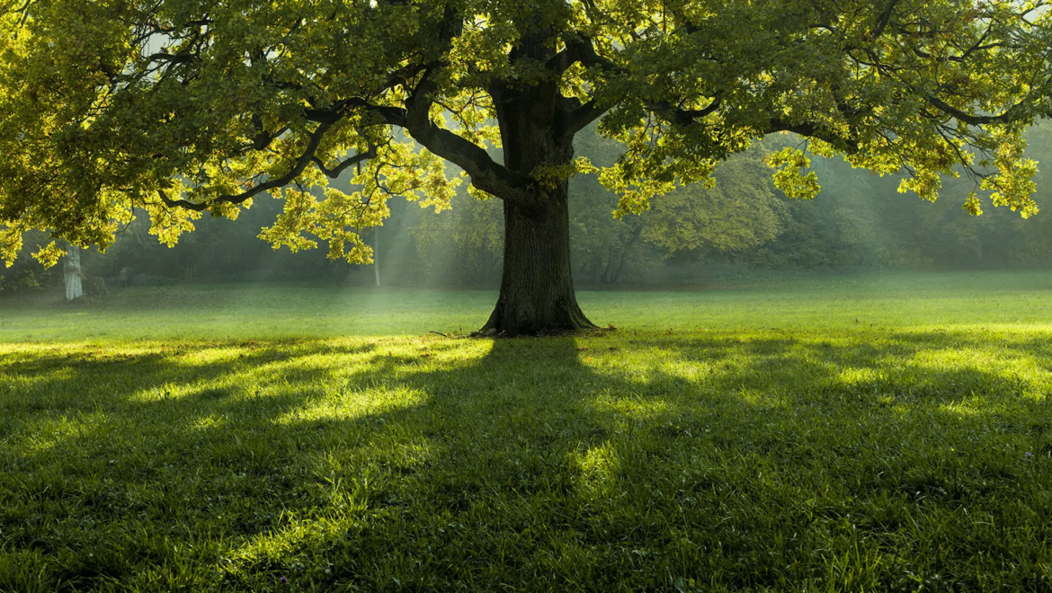 CHESTWINE®: L’INNOVAZIONE NATURALE PER UN VINO SENZA SOLFITI