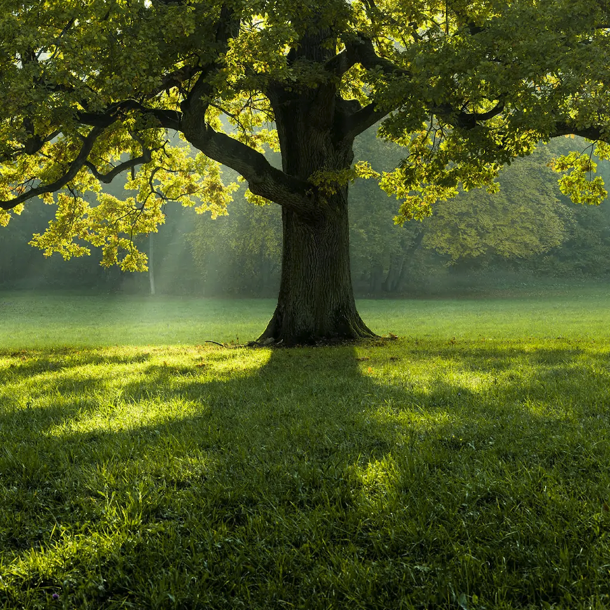 CHESTWINE®: L’INNOVAZIONE NATURALE PER UN VINO SENZA SOLFITI