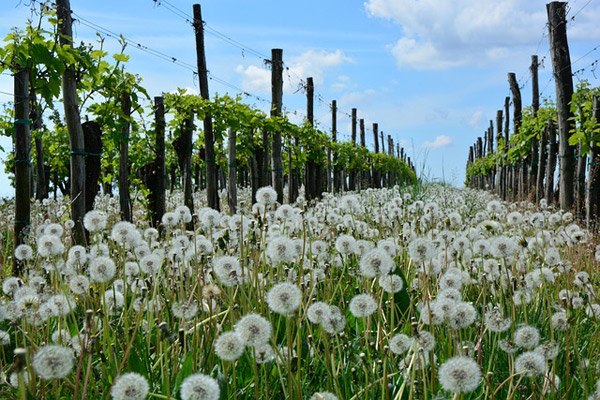 viticoltura naturale